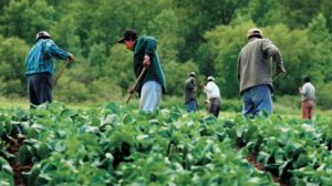 Canada to Launch New Immigration Stream for Farm, Fish Workers