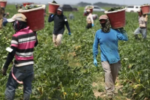 DHS Simplifies Petition Filing Process for Agricultural Workers